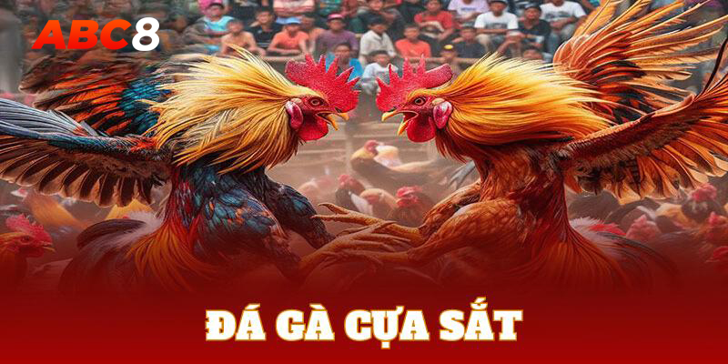 Tham gia đá gà cựa sắt với những màn tranh tài gay cấn